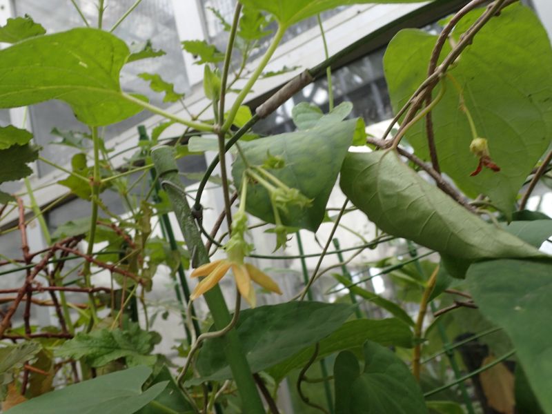 イエライシャンの黄色い花 学名・Telosma cordata