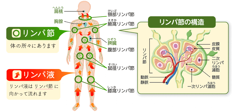 FENICE(フェニーチェ) | JR立川駅から徒歩6分、アロマリンパマッサージをメインに、体質改善のお手伝いをする完全個室のプライベートサロンです。