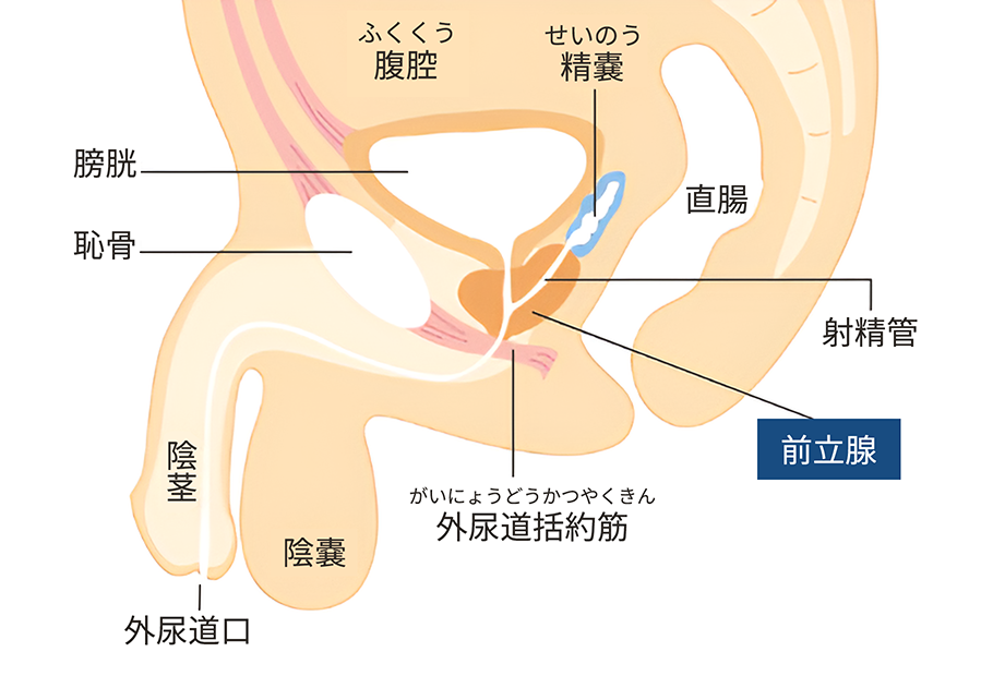 メスイキ初心者は指で前立腺マッサージするのが基本 | シンデレラグループ公式サイト