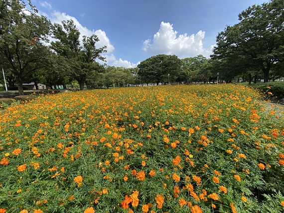 ハートフラワーエアポートウォーク名古屋店 | ・ ・昨日も新しい夏の花が入ってまーす！