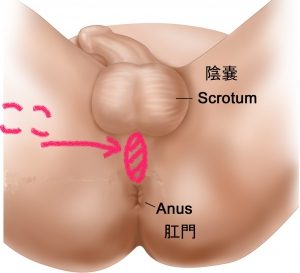 アナルセックスのやり方！準備と初めて開発 - 夜の保健室