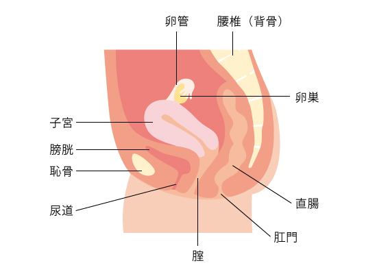 Amazon.co.jp: 女性の膣解剖学的モデル女性の骨盤断面モデル等身大正中矢状解剖学的モデル取り外し可能な人間の女性の骨盤腔構造モデル（教育ツール用） 