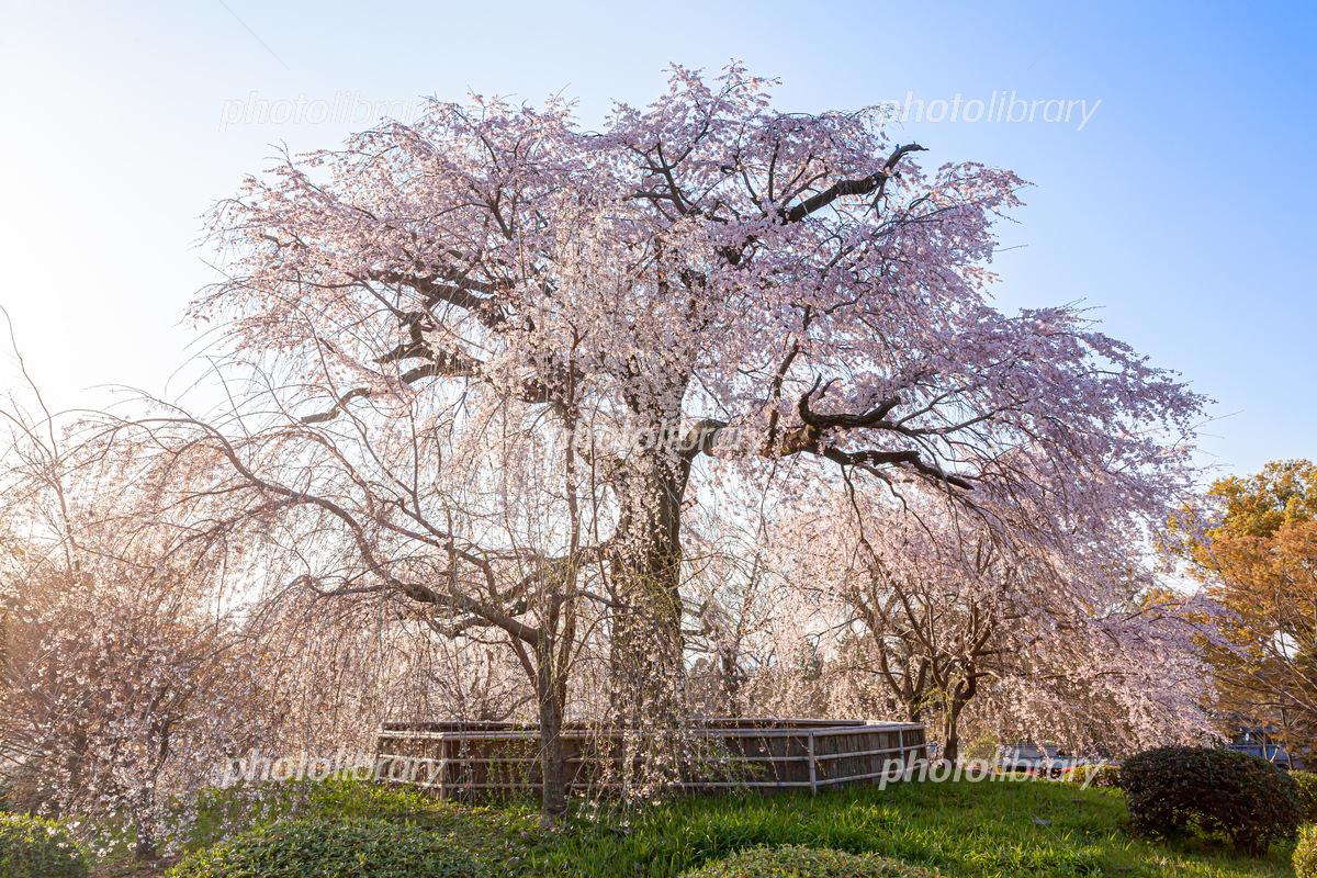 丸山実桜 | ミスキャンパス立命館2024