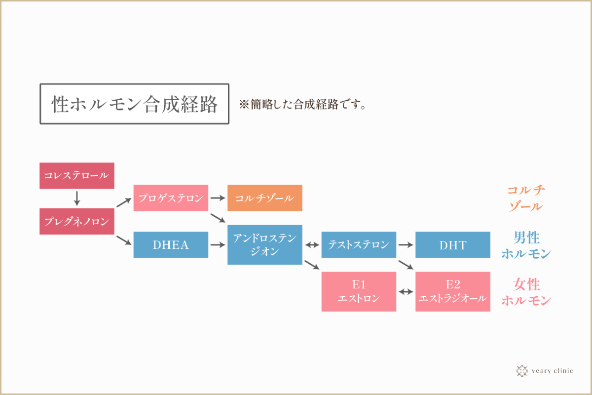 FTMの男性ホルモンの効果と発現時期