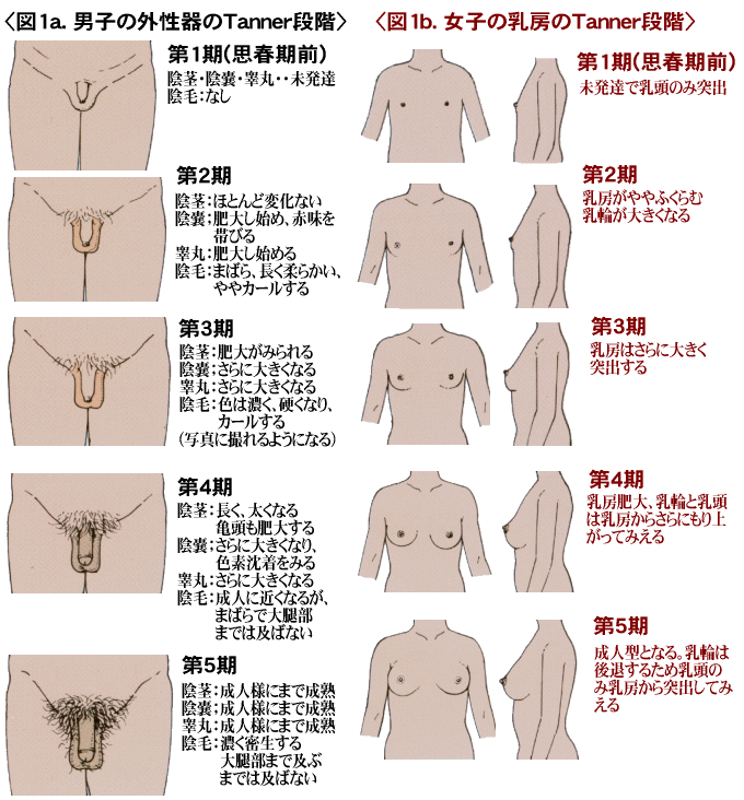 平常時長いペニスが、立つと長いチンコとは限らない – メンズ形成外科 |