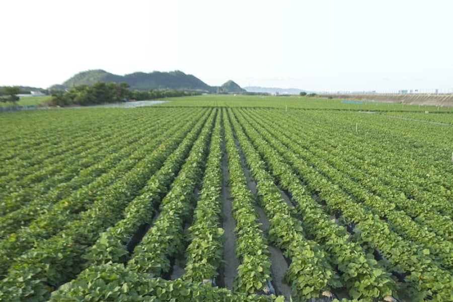 NHK 徳島県の最新ニュース・深掘り記事