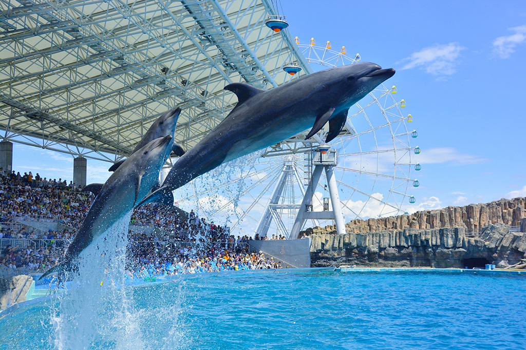 ナイトプール＆水上アスレチック・八景島シーパラダイス見学～夏のリゾート満喫キャンプ （1）巨大アスレチックコース  子供のためのキャンプ・工場見学・自然体験・スキーツアーはそらまめキッズアドベンチャーへ