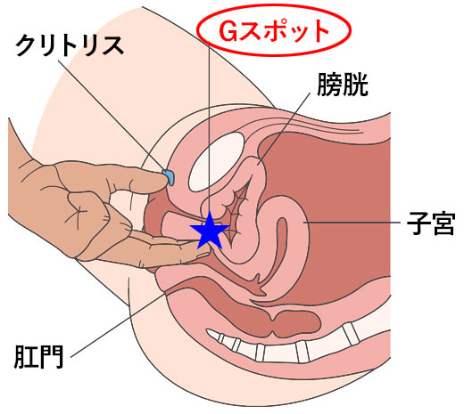 彼女をセックスで満足させれない彼氏必見!中イキ開発マニュアル｜裏垢男子で年収2000万