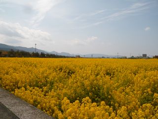 愛媛県新居浜市ヘルスカウンセラーの求人｜スーパードラッグひまわり 松木店｜ププレひまわり採用サイト