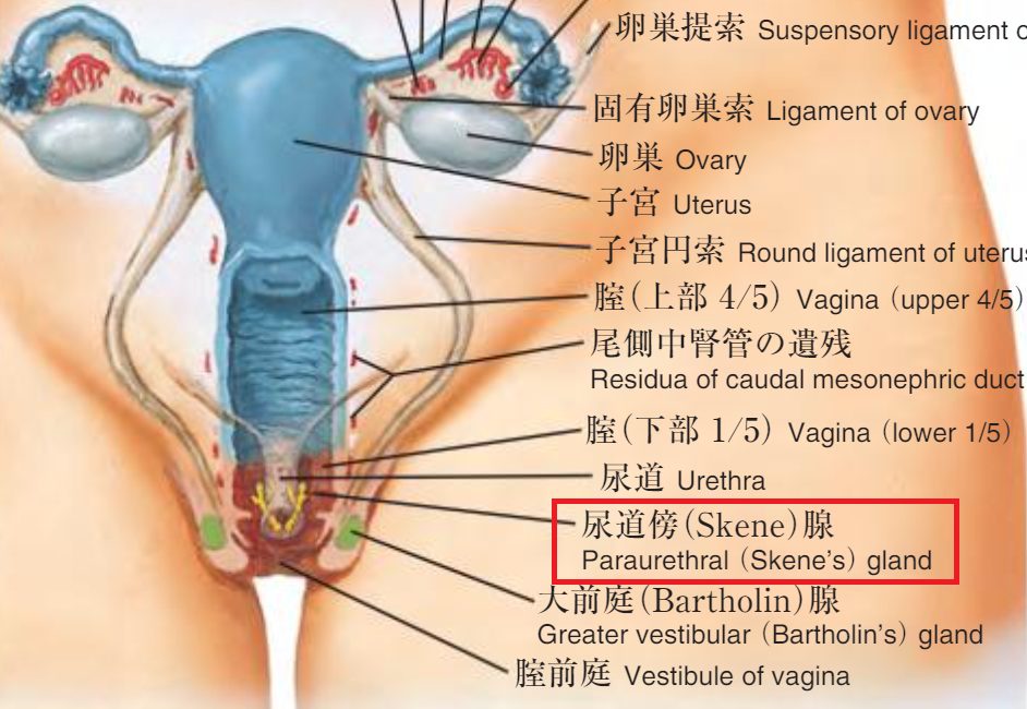 女性に潮吹きさせる為の3つの手マン方法と条件【図解・動画】 | セクテクサイト