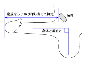 トイレットペーパーを使ったペニスの大きさと太さの測り方を紹介！｜風じゃマガジン