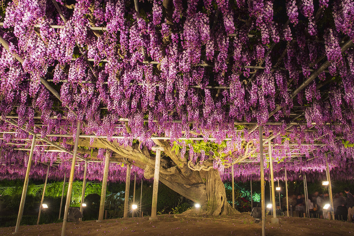 関東随一の花の楽園、あしかがフラワーパークで巨大なフジとイルミネーションを楽しむ