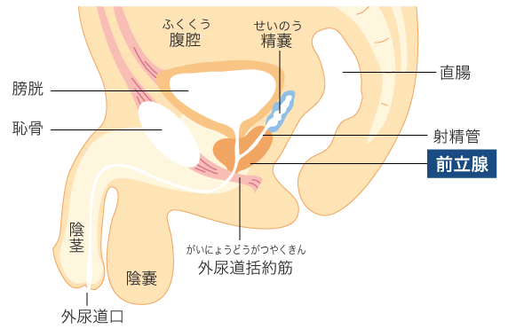 アナニーが気持ちいい理由って？感じる場所はどこ？男女別快感解説 | 【きもイク】気持ちよくイクカラダ