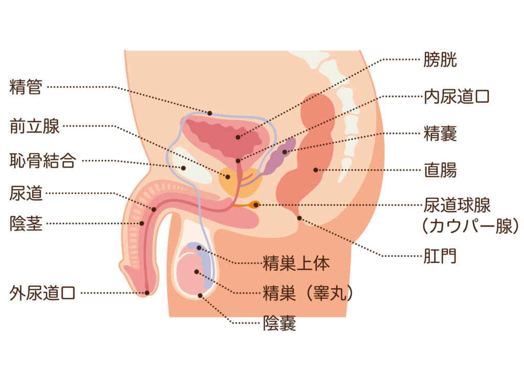 女性のオナニーのやり方！自慰でイク為のコツ - 夜の保健室