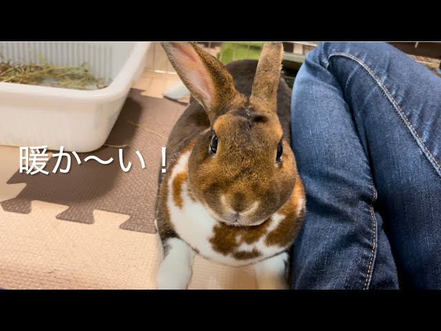 足にまとわりつくウサギ Rabbit is clinging