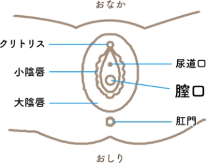 はじめてのセックス、その前に。わたしたちのHow to SEX【医師監修】 | セイシル