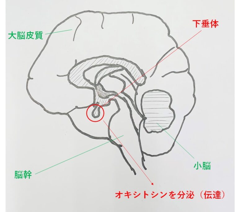 60%OFF】【音声追加アップデート】正しい