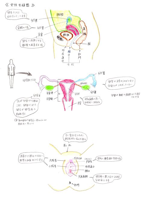 図入りで分かりやすく説明。女性器の名称と役割