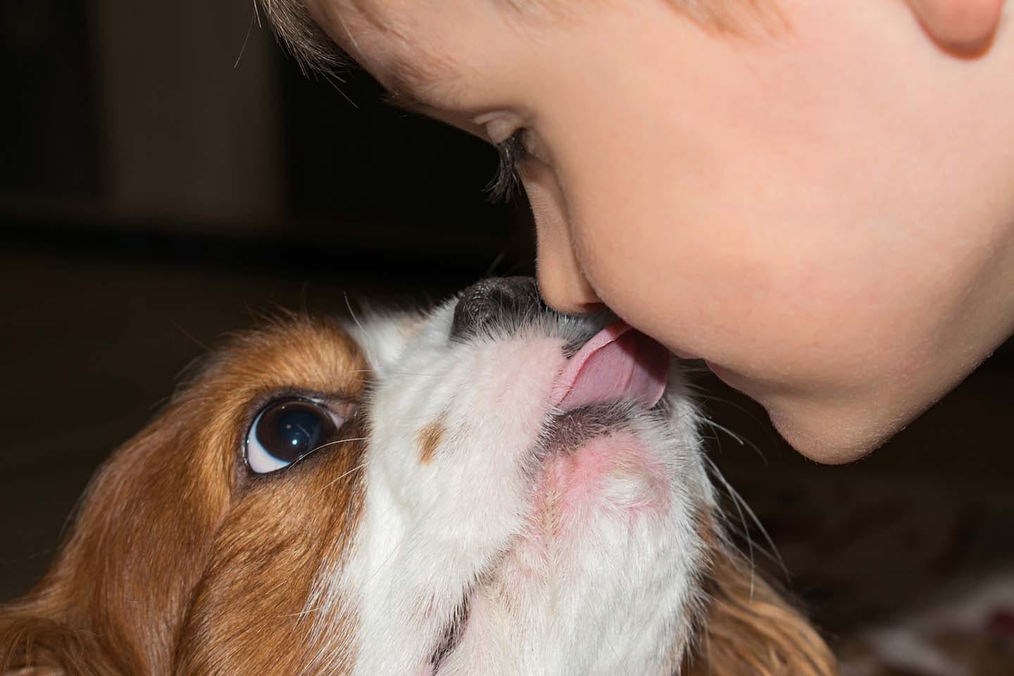 放っておいて大丈夫？ウチの犬が自分のおしりをなめる理由 | 犬と猫の飼育大百科