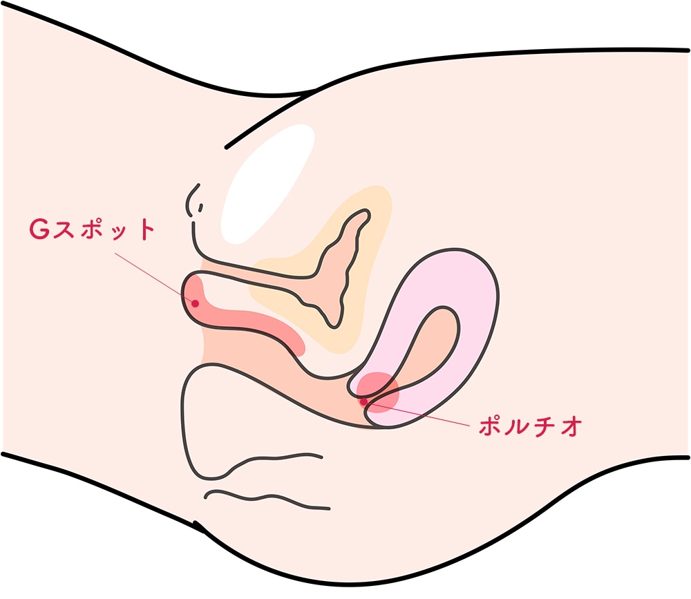 クリトリス構造をAV女優と一緒に医学的観点から解説 – メンズ形成外科 | 青山セレス&船橋中央クリニック