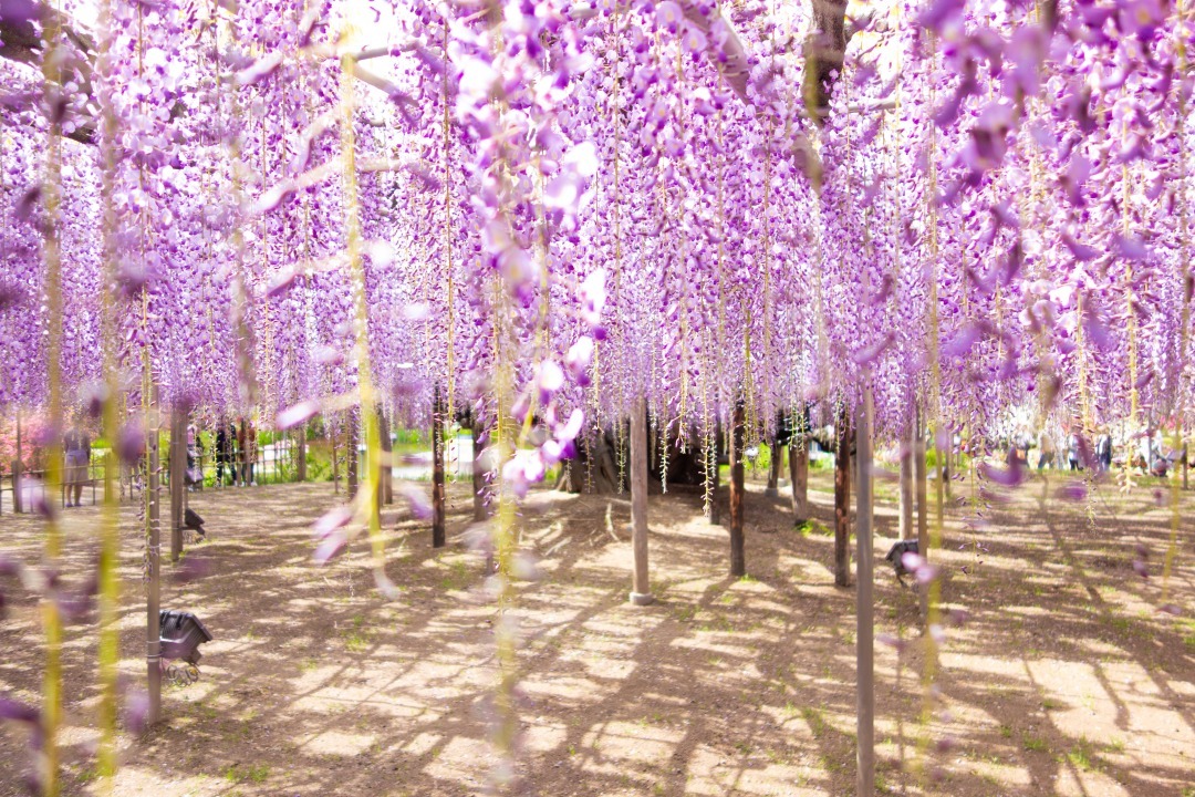 花と光の楽園『足利フラワーパーク』の圧巻のイルミネーション ５００万球のキラッキラ~ - 旅の先には福がある