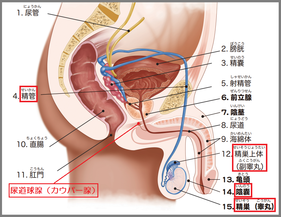 射精障害について ｜ 男性不妊・メンズヘルス診療 プライベートケアクリニック東京