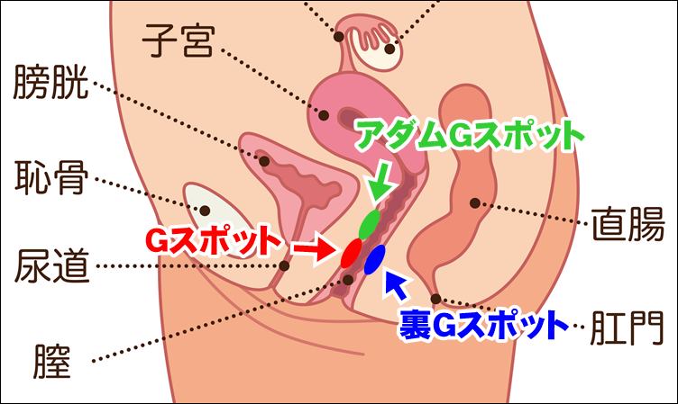 Gスポット責めアダルトグッズ通販｜大人のおもちゃ通販大魔王