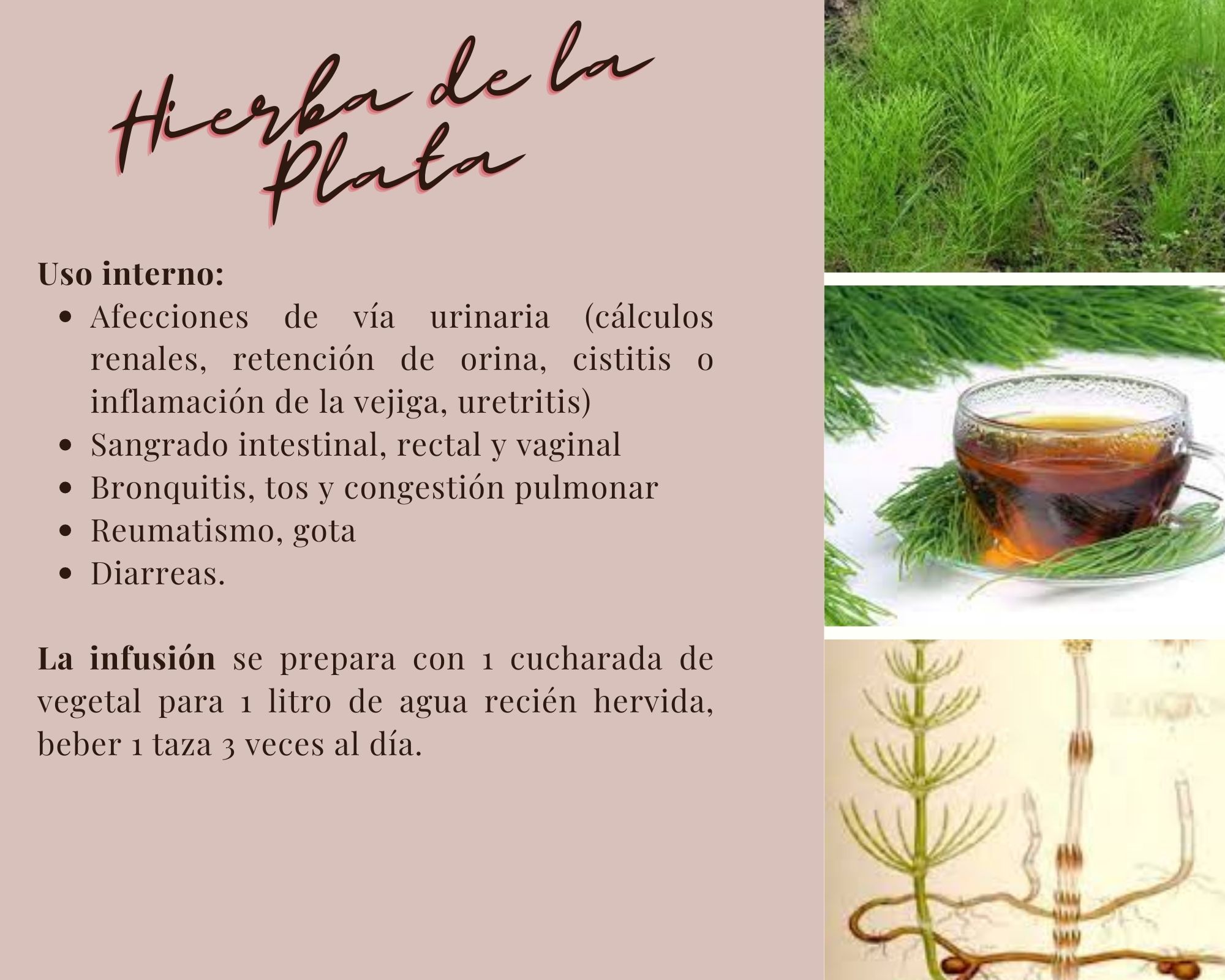 YERBA DE LA PLATA o Planta Medicinal en Chile